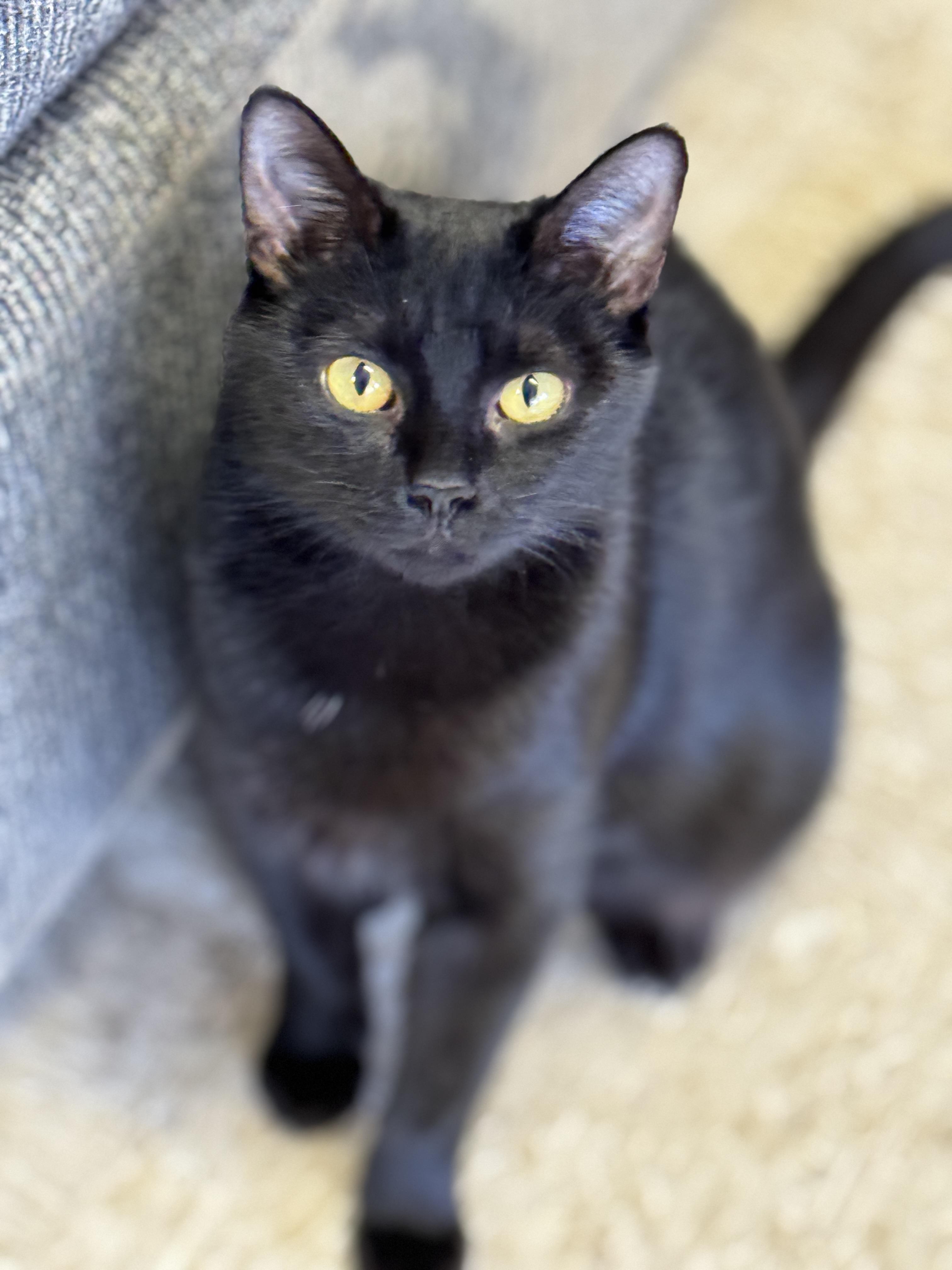 Starlight, Adoptable, Young Female Domestic Short Hair.