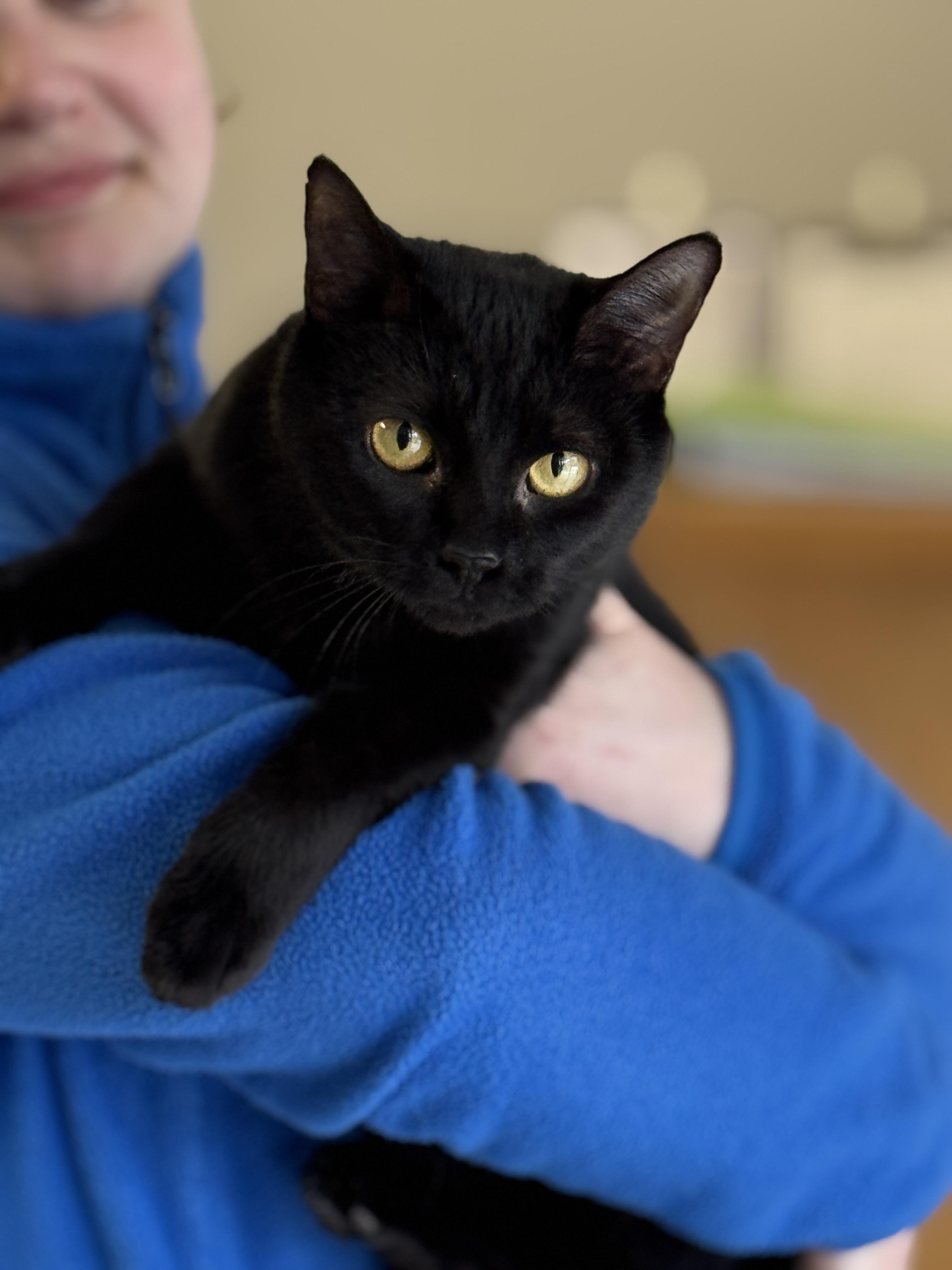 Starlight, a Adoptable Domestic Short Hair in Richmond, VA image 6/6