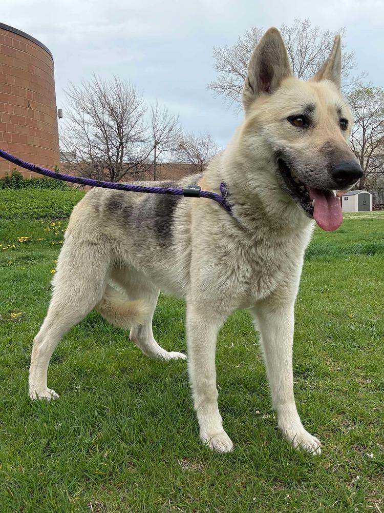 Georgia, Adoptable, Adult Female German Shepherd Dog.