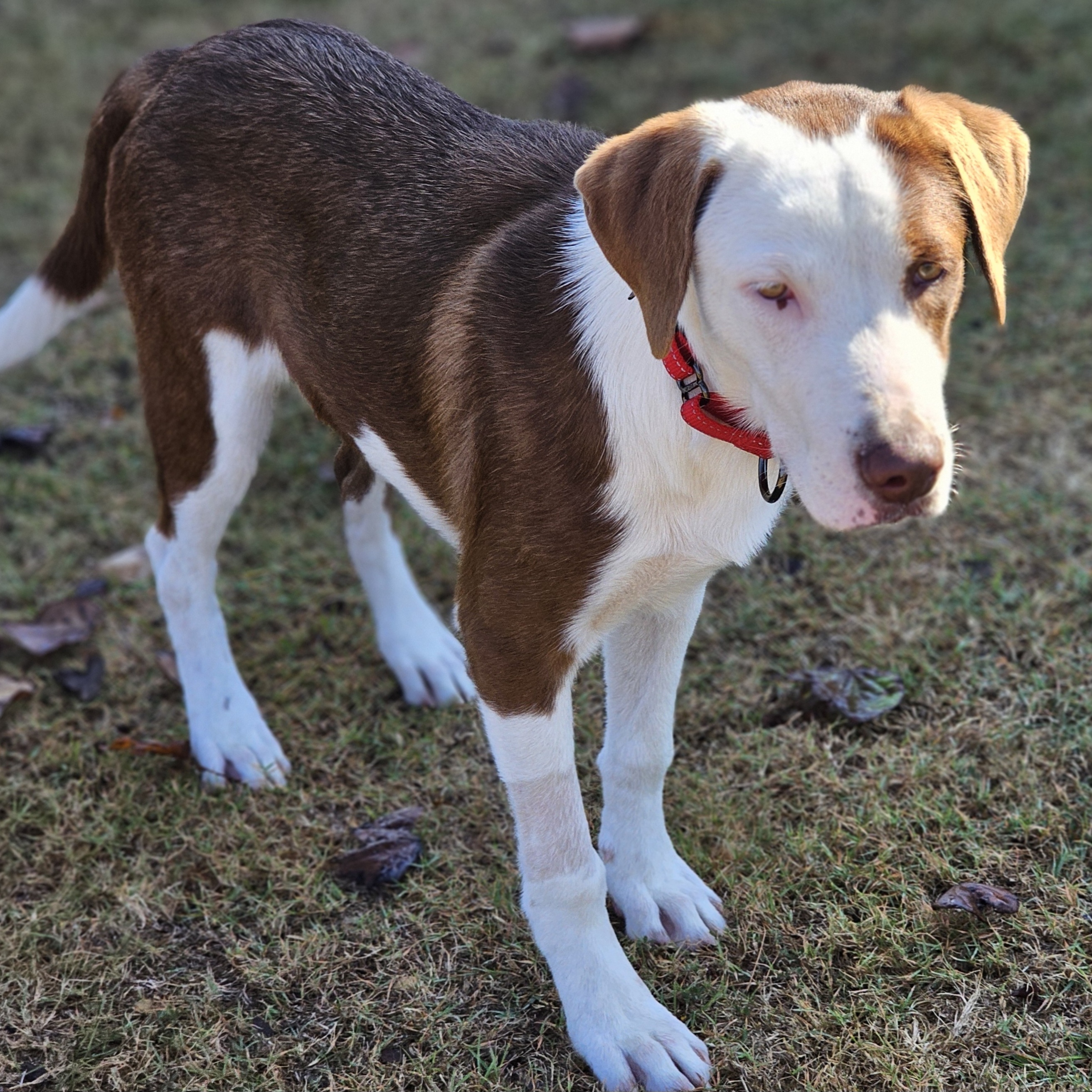 Enlarge Lana, a Adoptable mixed breed in Plantsville, CT image 1/4
