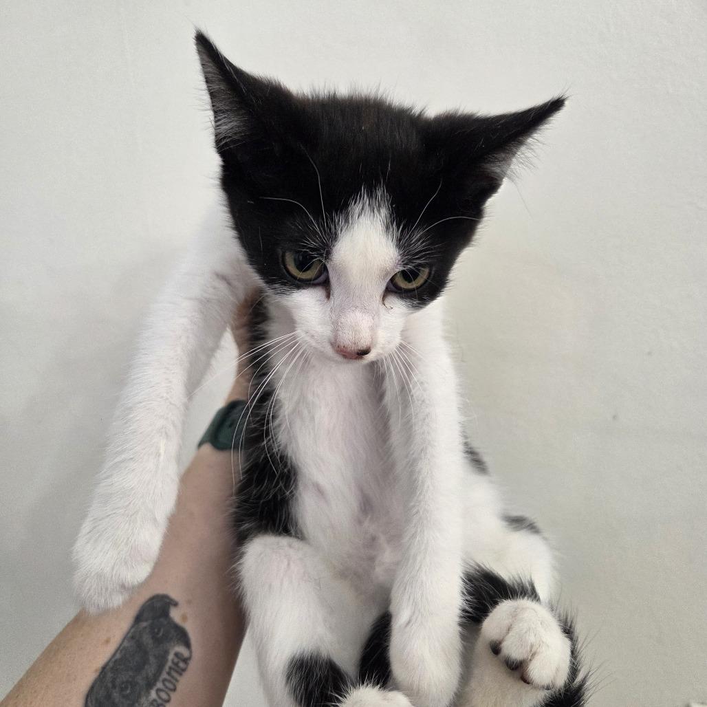 Enlarge Sailor Mercury, a Adoptable Domestic Short Hair in Bedminster, NJ image 2/3