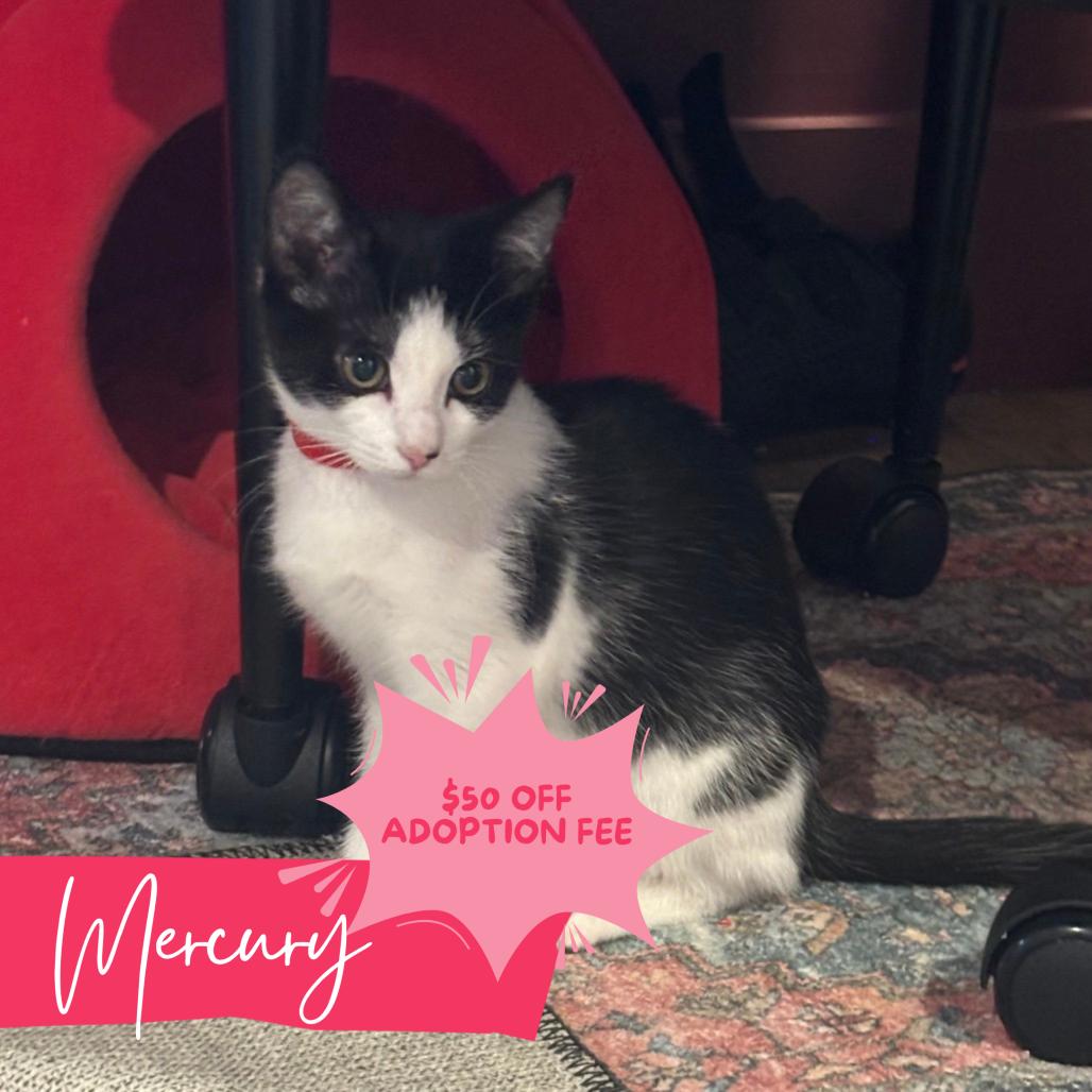 Sailor Mercury, Adoptable, Kitten Female Domestic Short Hair.
