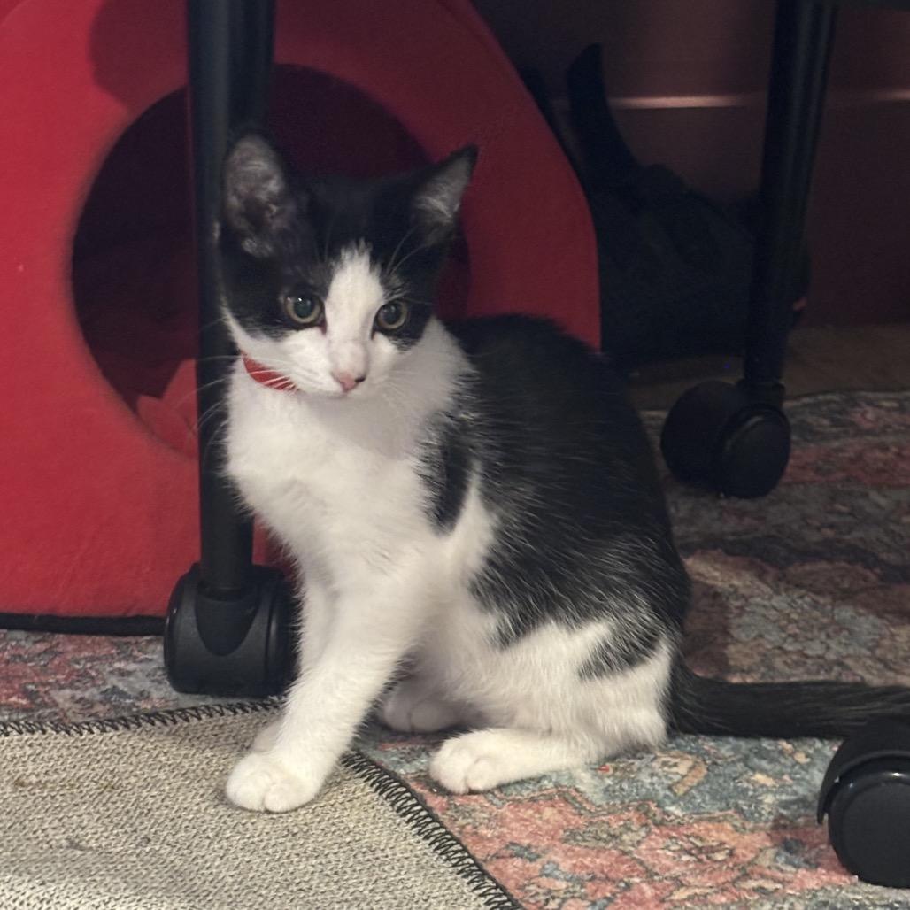 Enlarge Sailor Mercury, a Adoptable Domestic Short Hair in Bedminster, NJ image 3/3