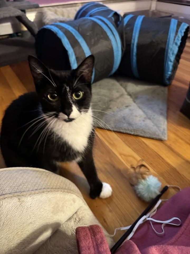 Trixie, Adopted, Adult Female Domestic Short Hair.