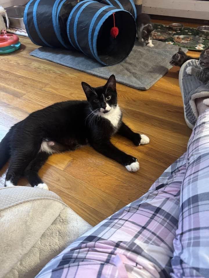 Trixie, a Adopted mixed breed in Enfield, CT image 6/6