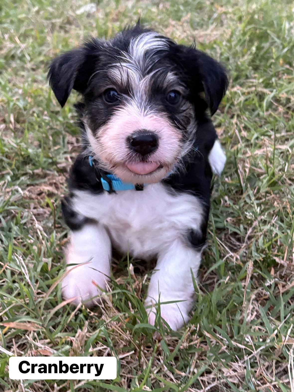 Cranberry, adopted, Puppy Male Shih Tzu & Poodle (Toy).