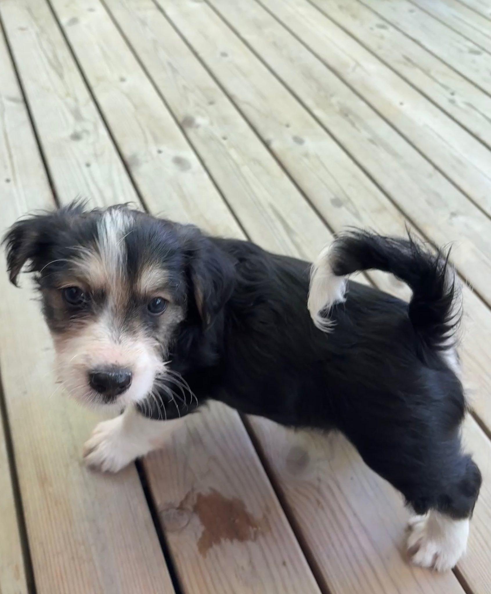 Enlarge Cranberry, an adopted mixed breed in Yorktown, VA image 2/6
