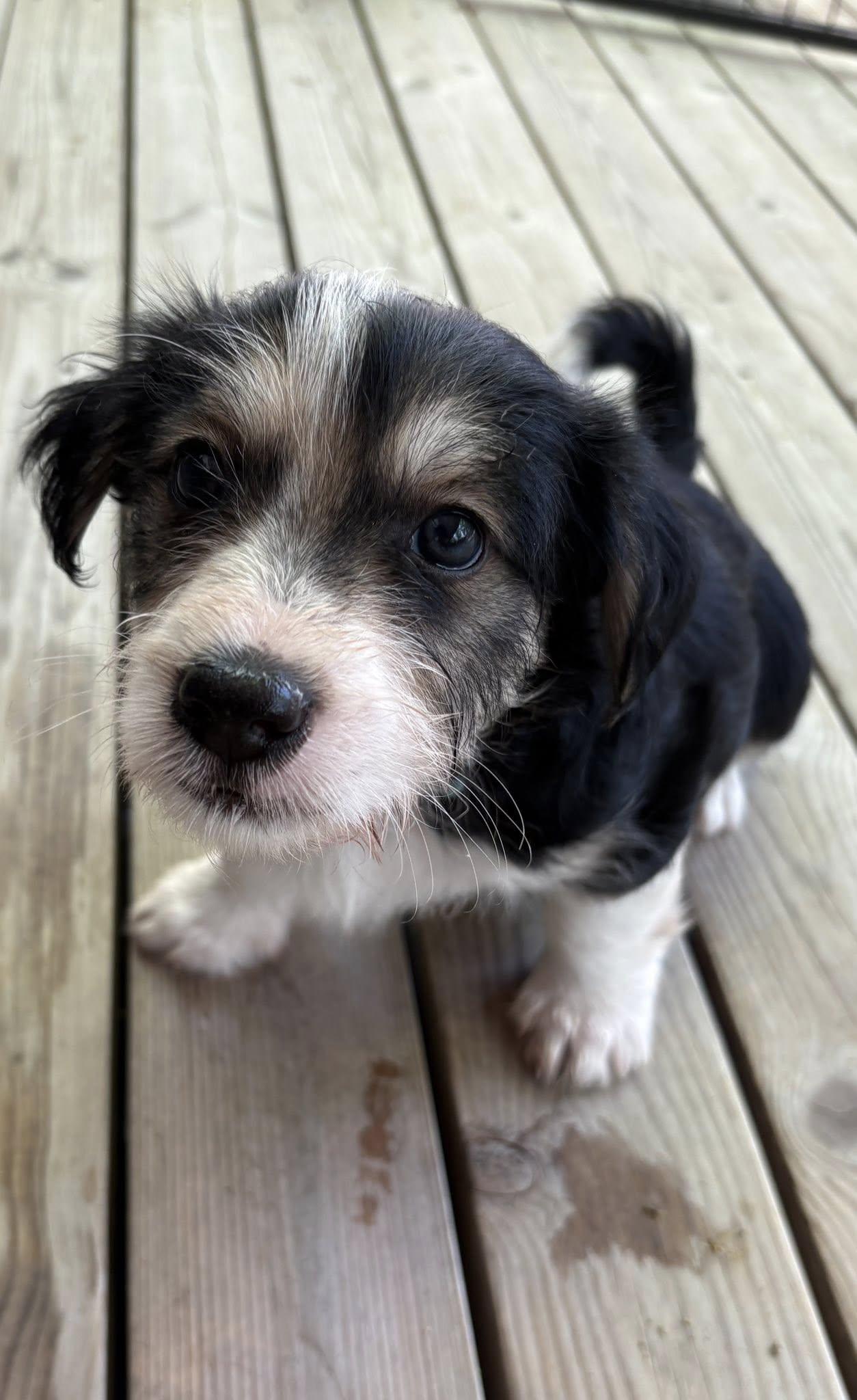 Enlarge Cranberry, an adopted mixed breed in Yorktown, VA image 3/6