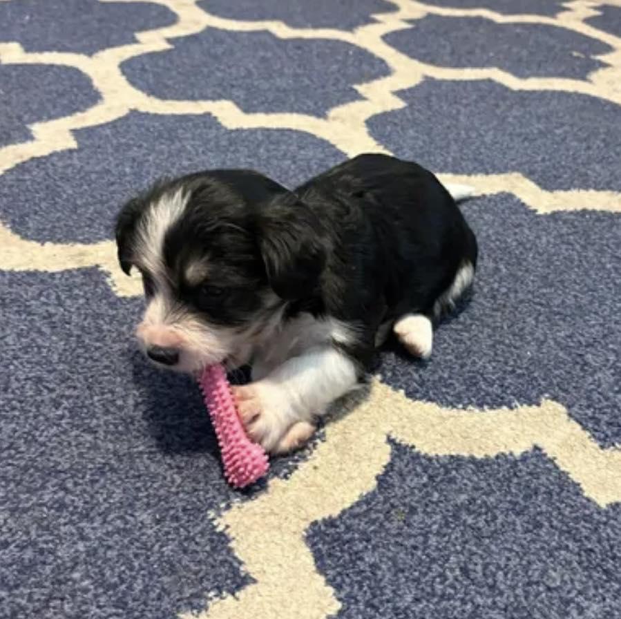 Enlarge Cranberry, an adopted mixed breed in Yorktown, VA image 5/6