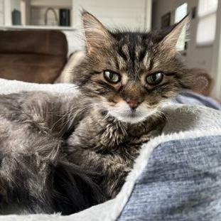 Mickey, a Adoptable Domestic Long Hair in Rochester, MN image 3/3