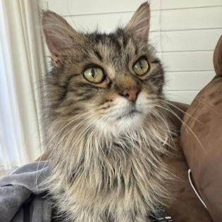 Mickey, a Adoptable Domestic Long Hair in Rochester, MN image 1/3