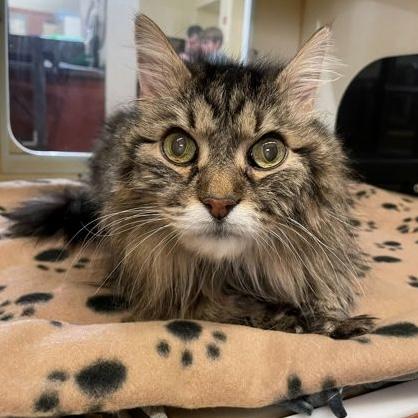 Mickey, a Adoptable Domestic Long Hair in Rochester, MN image 2/3