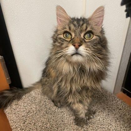 Enlarge Mickey, a Adoptable Domestic Long Hair in Rochester, MN image 1/1