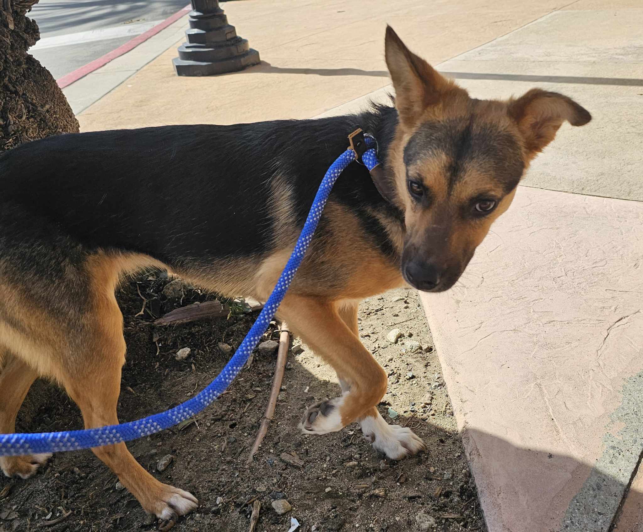 Adele, Adoptable, Adult Female Beagle & Doberman Pinscher.