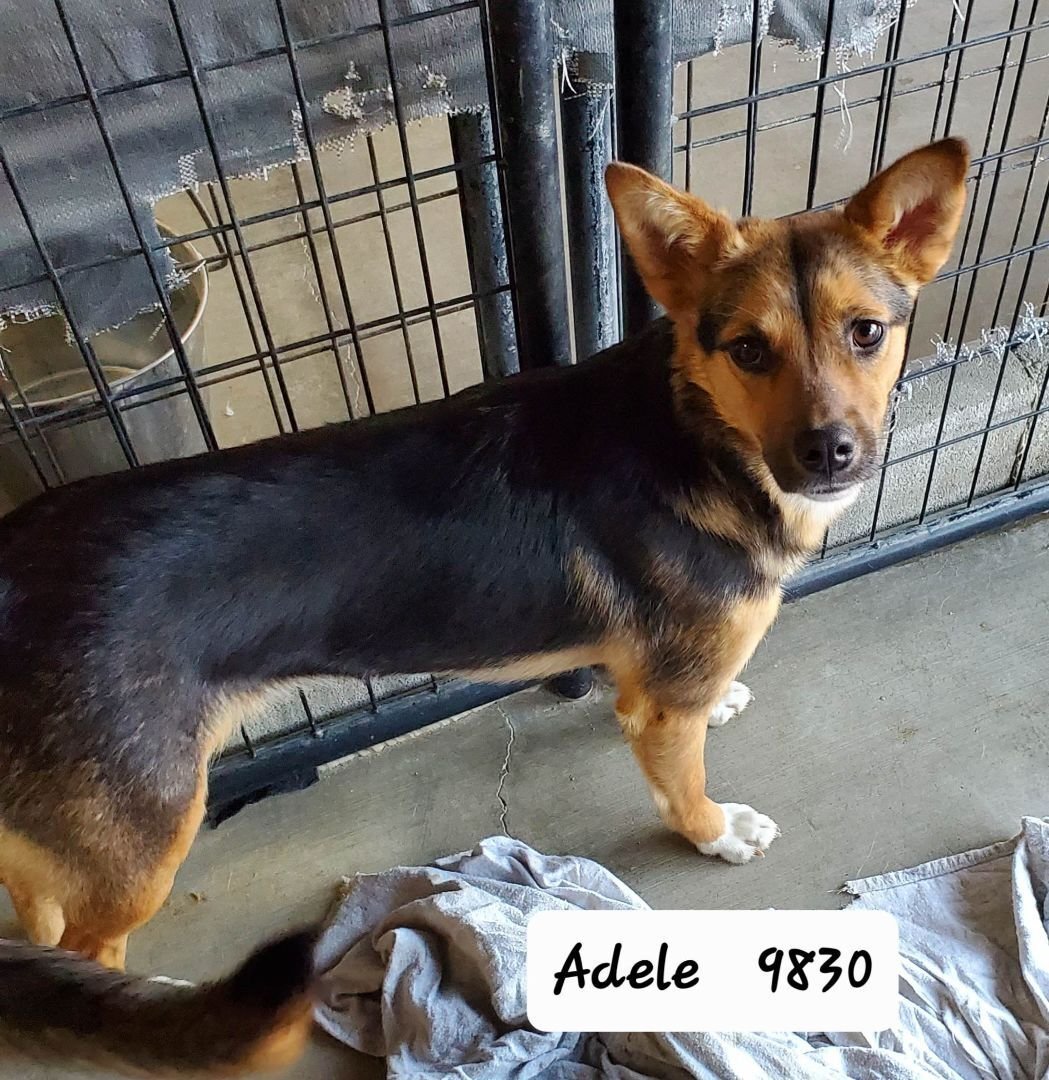 Adele, a Adoptable mixed breed in Wrightwood, CA image 2/4