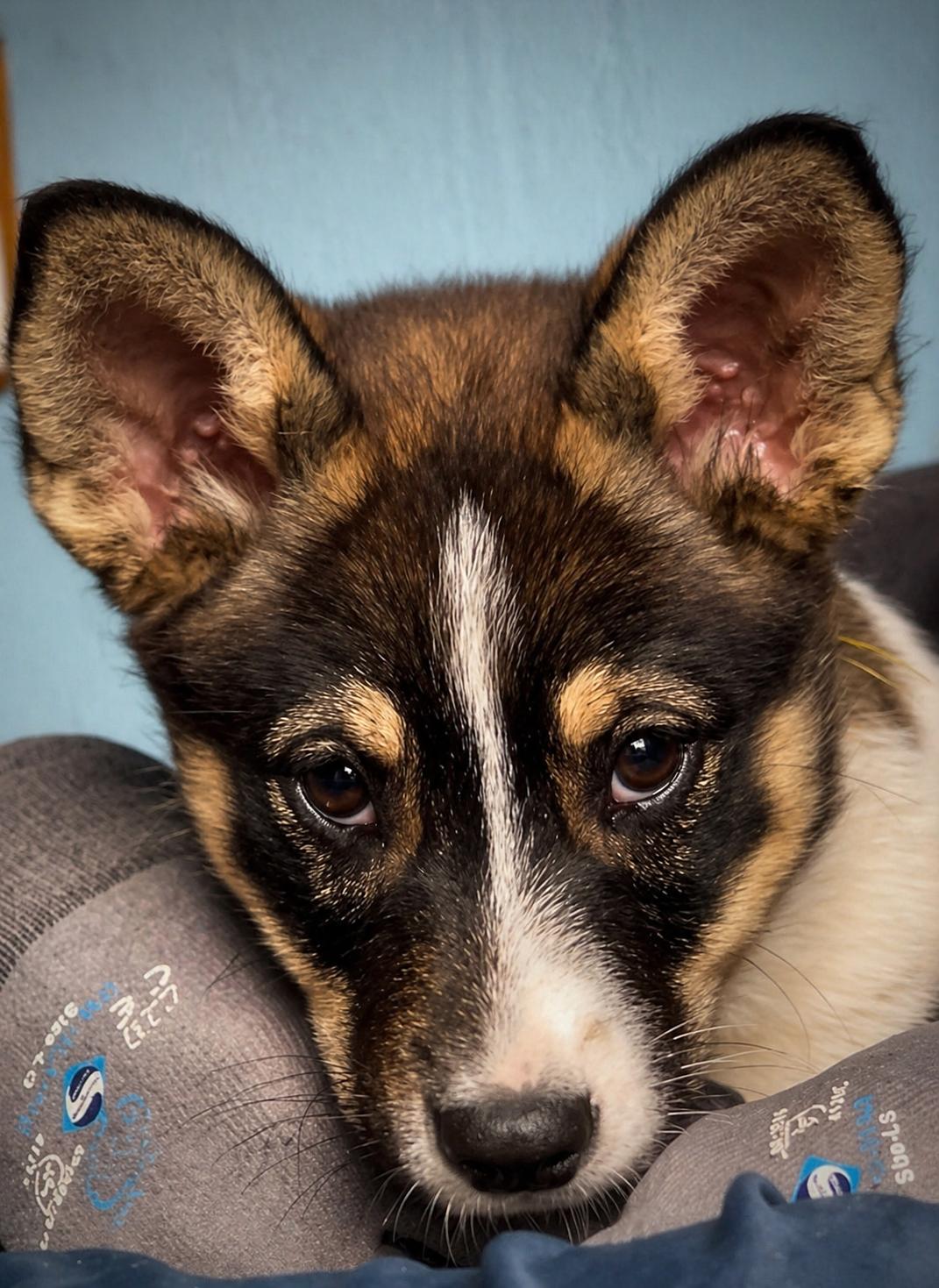 Macy, a Adoptable mixed breed in Manteca, CA image 4/6