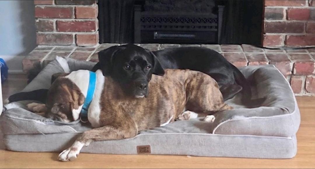 Enlarge Chloe-boxer, a Adoptable Boxer in Hamburg, NY image 4/6