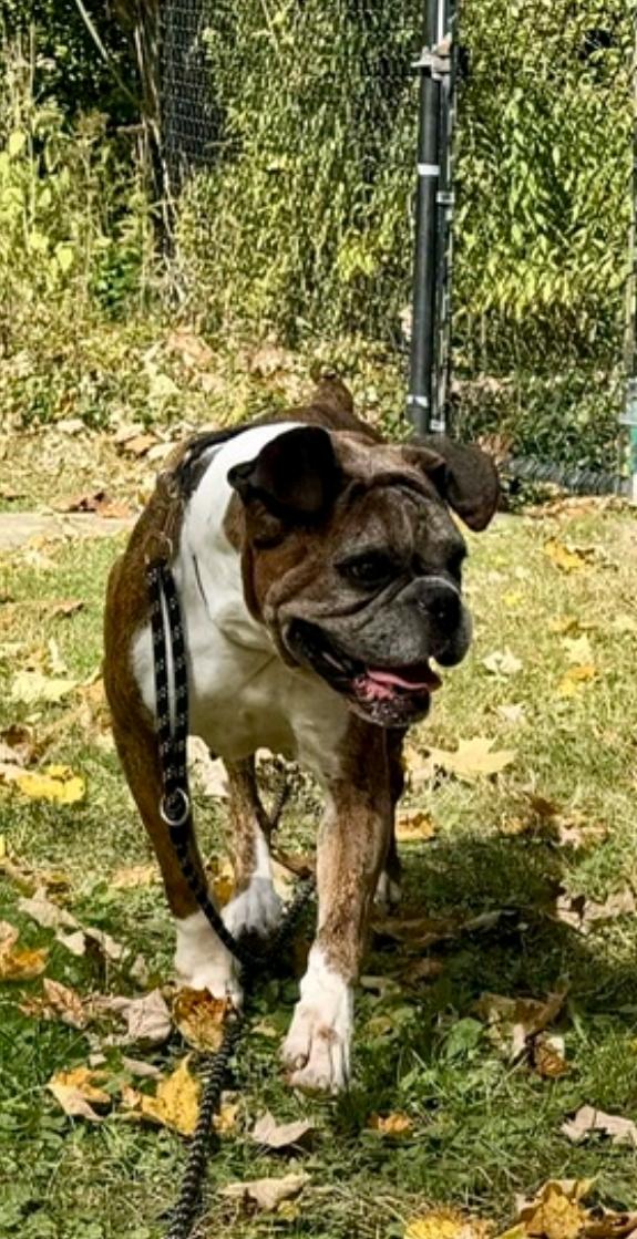 Enlarge Chloe-boxer, a Adoptable Boxer in Hamburg, NY image 1/6