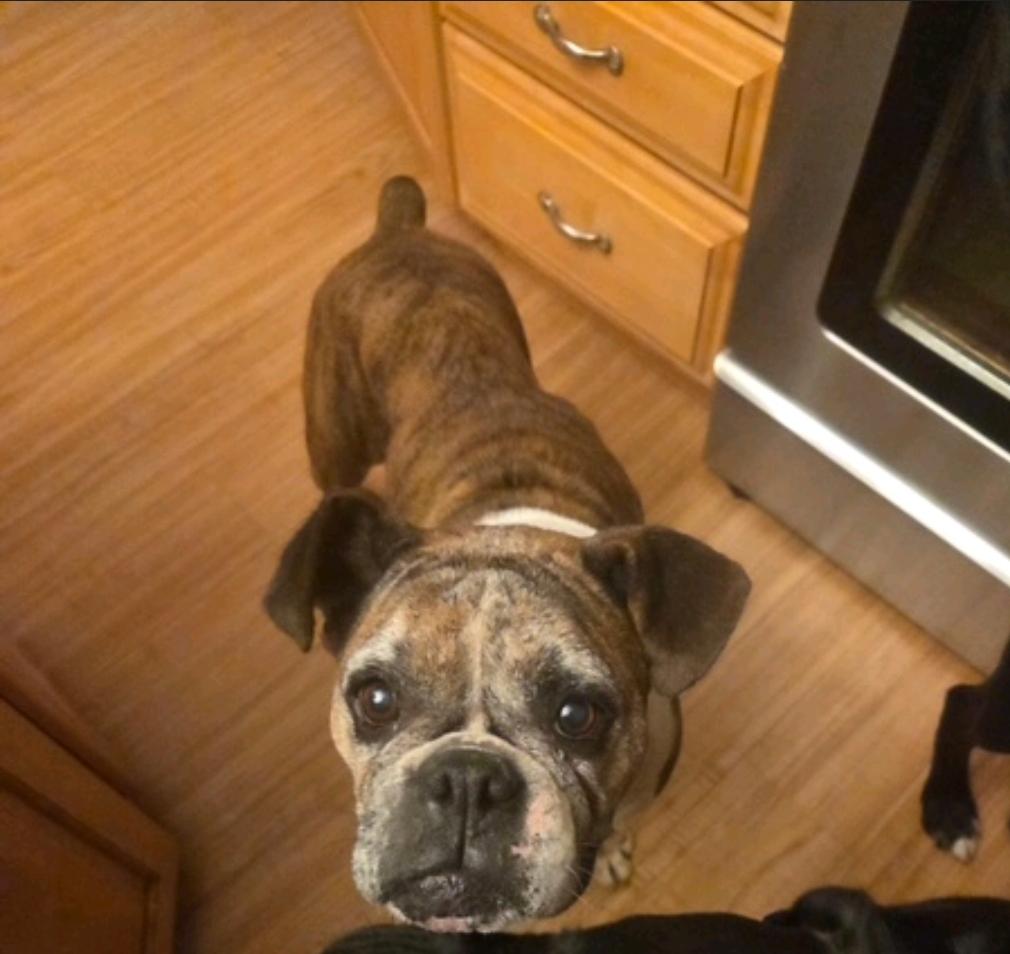 Enlarge Chloe-boxer, a Adoptable Boxer in Hamburg, NY image 2/6