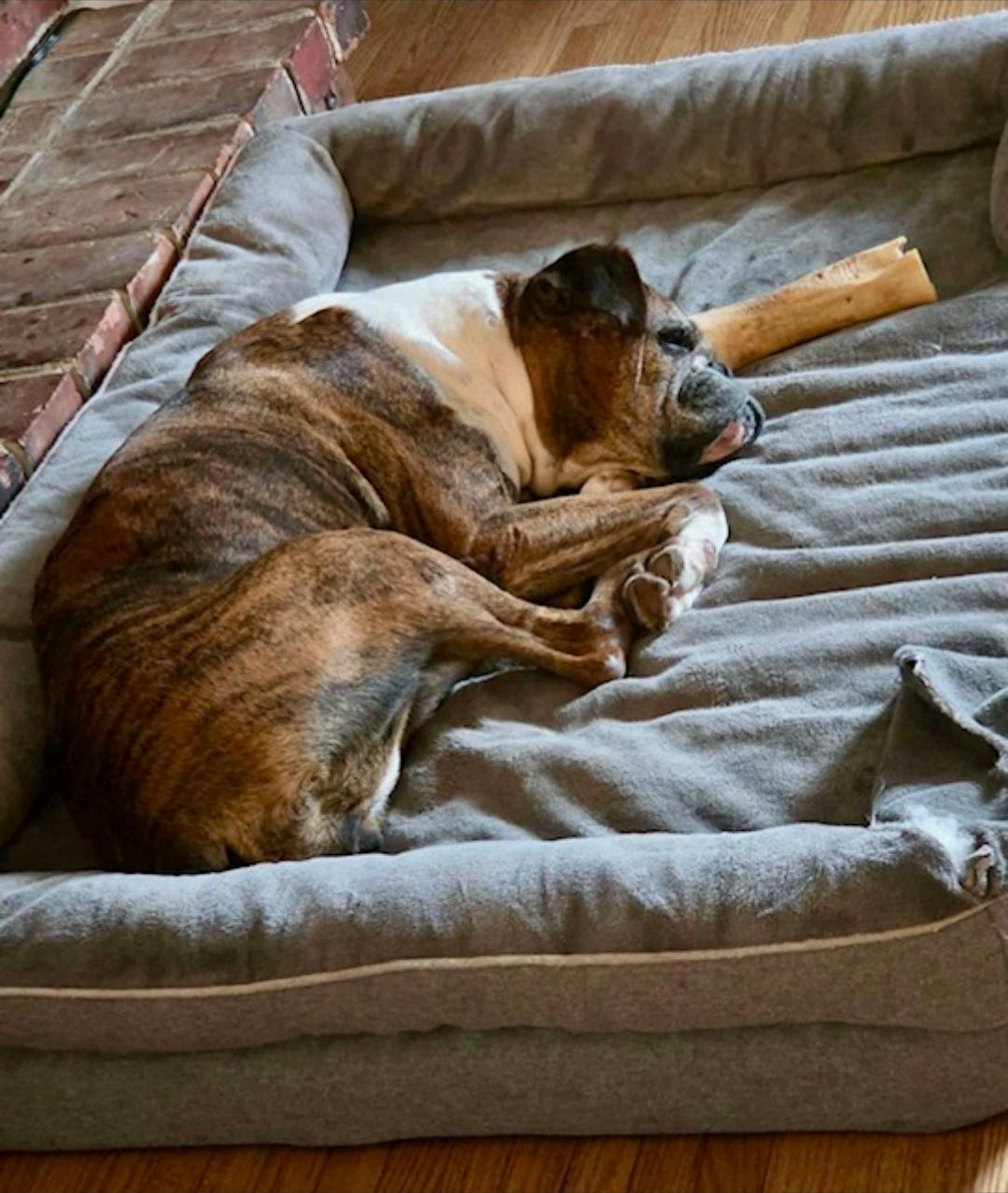 Enlarge Chloe-boxer, a Adoptable Boxer in Hamburg, NY image 5/6