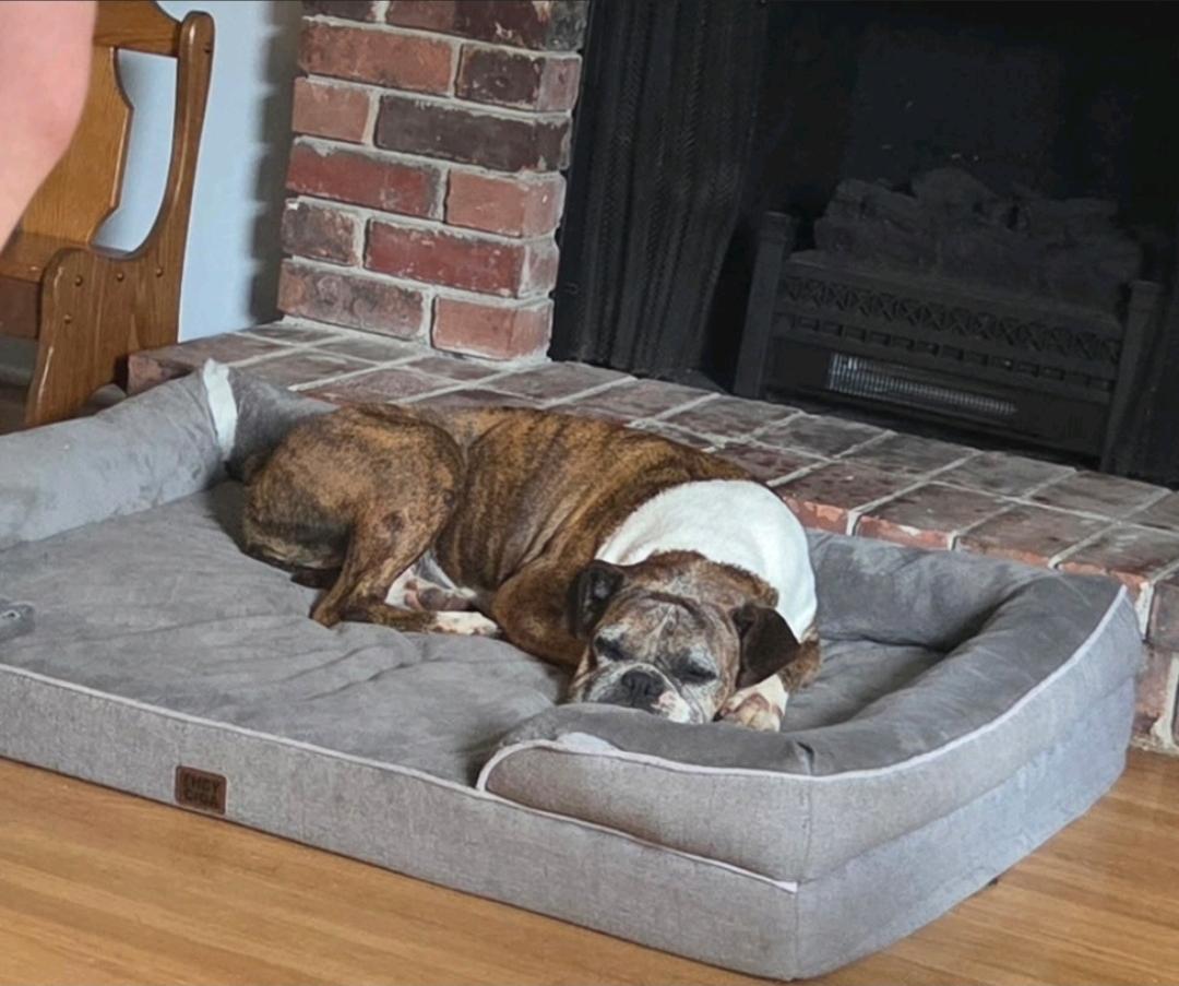 Enlarge Chloe-boxer, a Adoptable Boxer in Hamburg, NY image 3/6