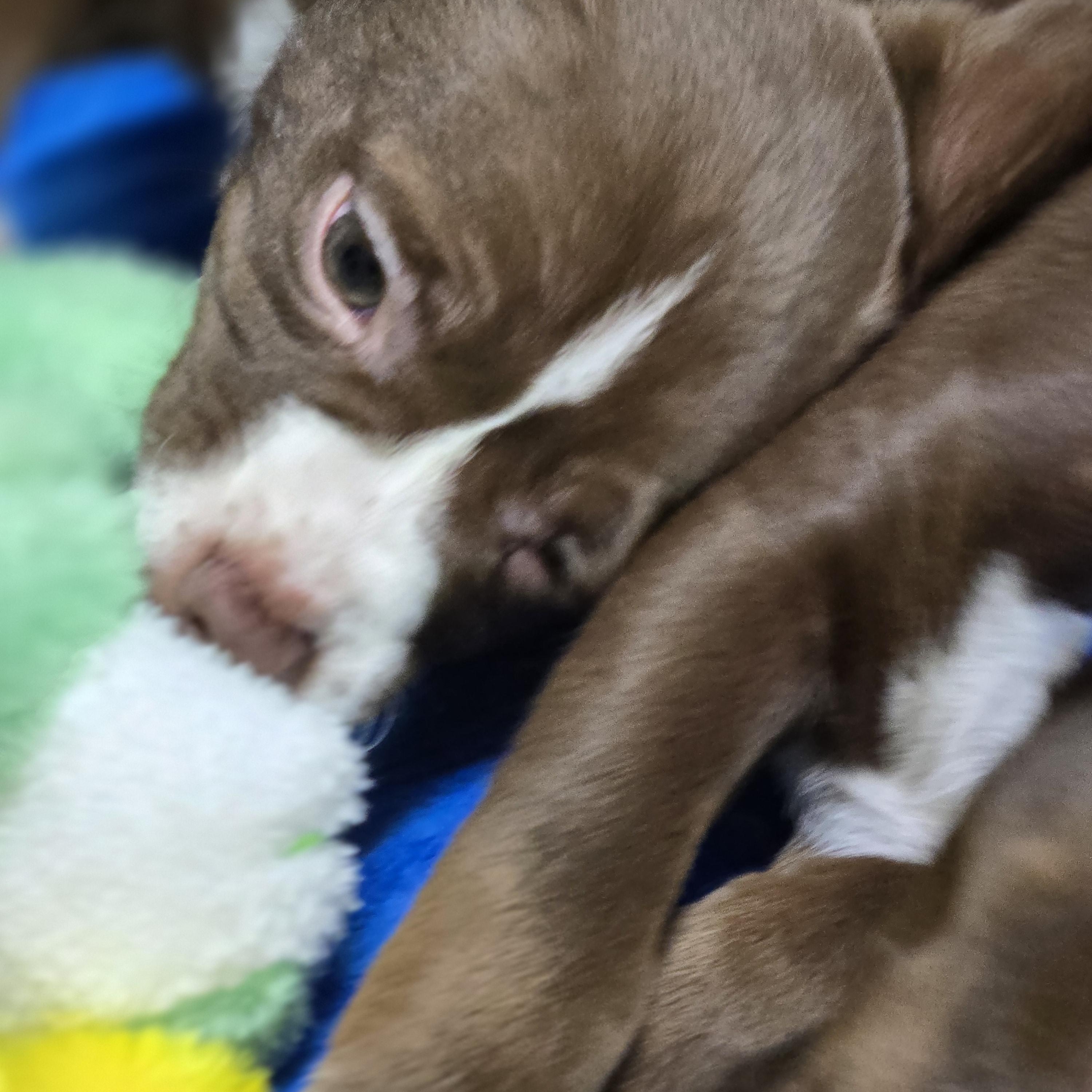 Rowdy, a Adopted mixed breed in La Quinta, CA image 4/4