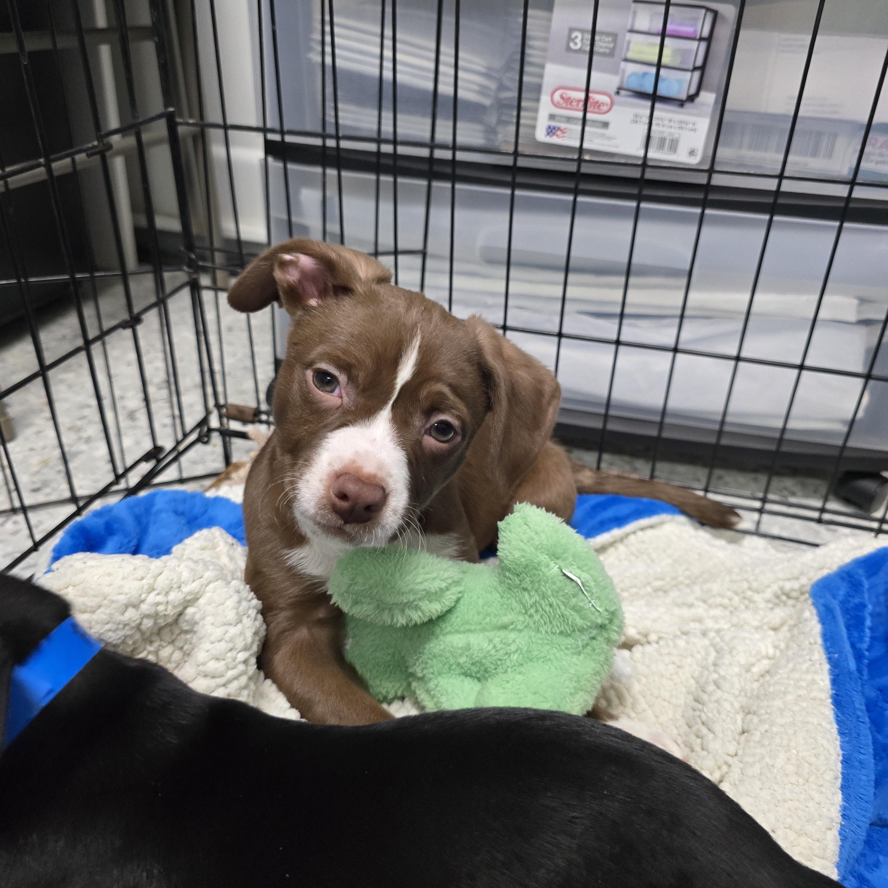 Rowdy, Adopted, Puppy Male Beagle & Pit Bull Terrier.