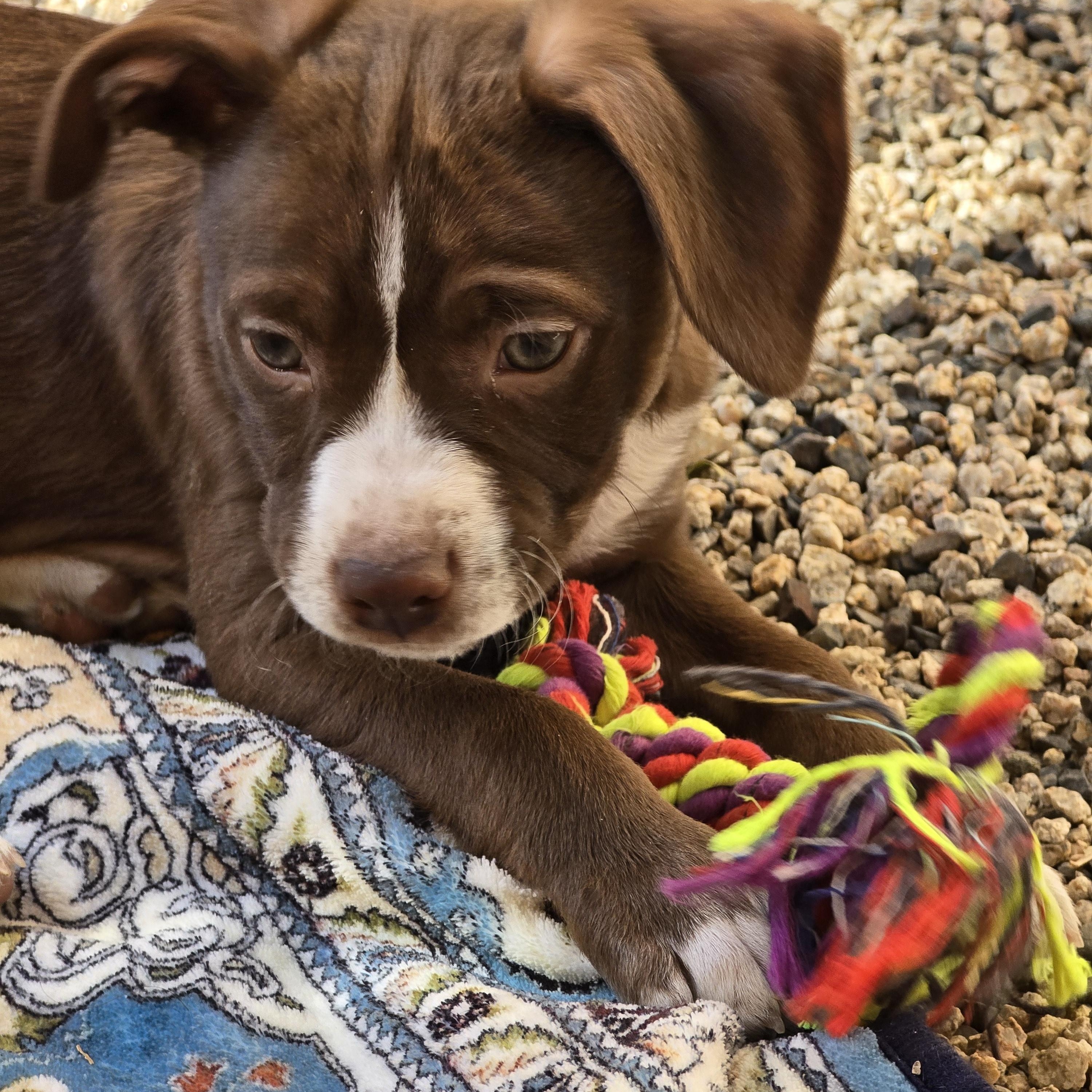 Rowdy, a Adopted mixed breed in La Quinta, CA image 2/4