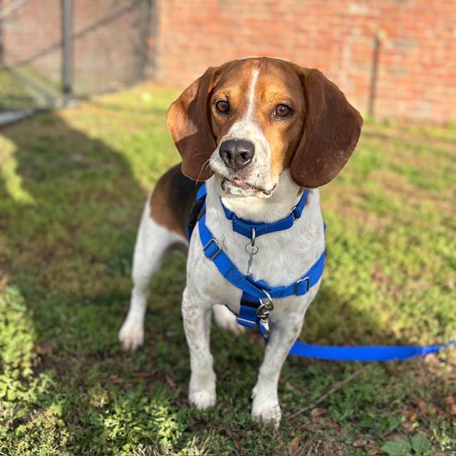 Enlarge MONTE, a Adoptable Beagle in Boston, MA image 1/1