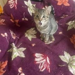 Sammy, a Adoptable Tabby in Clawson, MI image 3/3