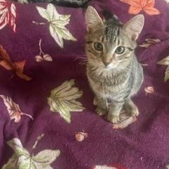 Sammy, Adoptable, Kitten Male Tabby.