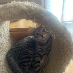 Sammy, a Adoptable Tabby in Clawson, MI image 2/3
