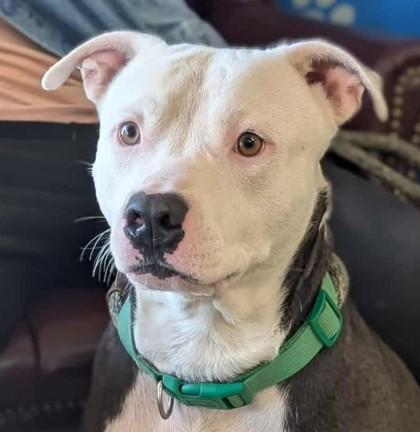Santana, Adoptable, Puppy Male Pit Bull Terrier & Mixed Breed.
