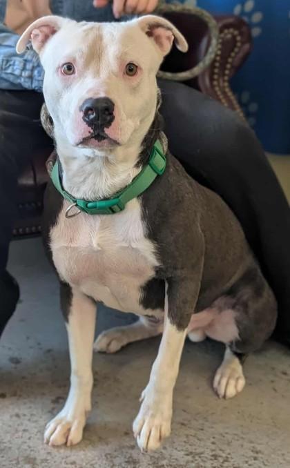Enlarge Santana, a Adoptable mixed breed in La Harpe, KS image 2/3