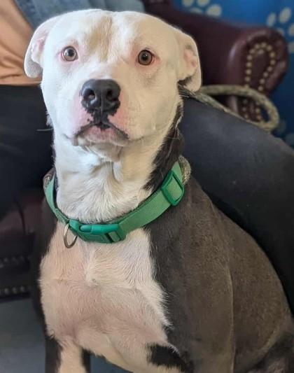 Enlarge Santana, a Adoptable mixed breed in La Harpe, KS image 3/3