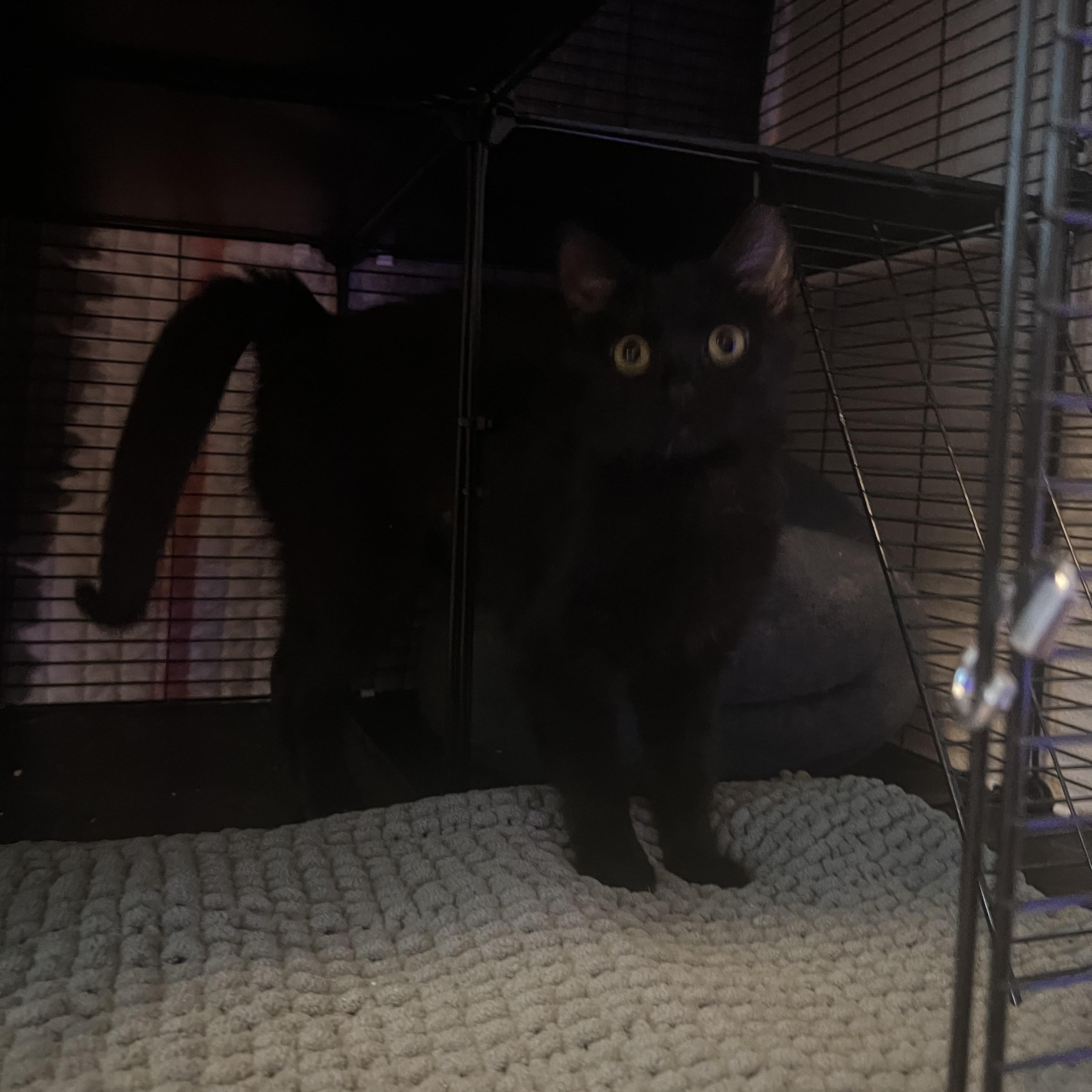 Spud, a ADOPTABLE Domestic Short Hair in Manhattan, KS image 3/3