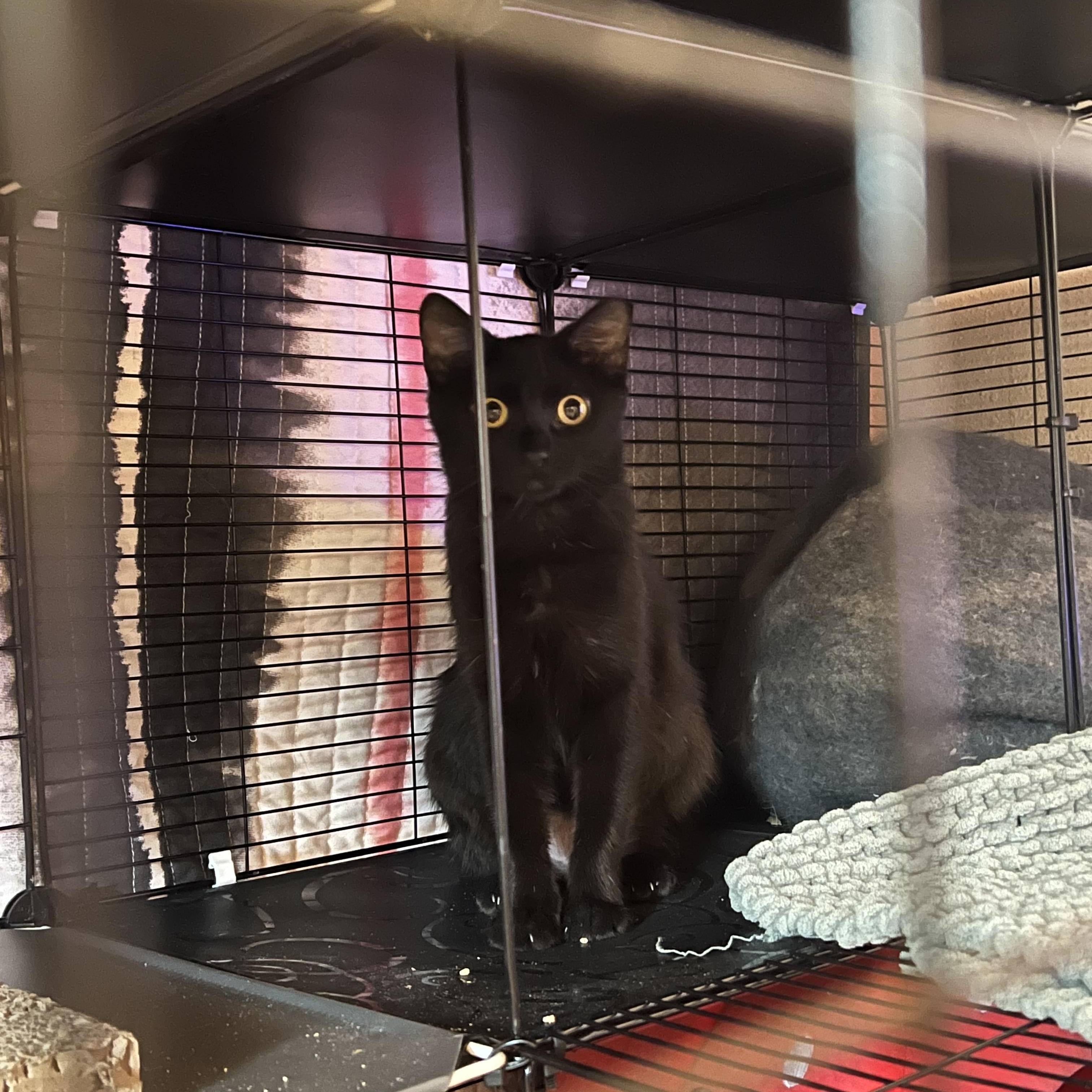 Spud, a ADOPTABLE Domestic Short Hair in Manhattan, KS image 1/3