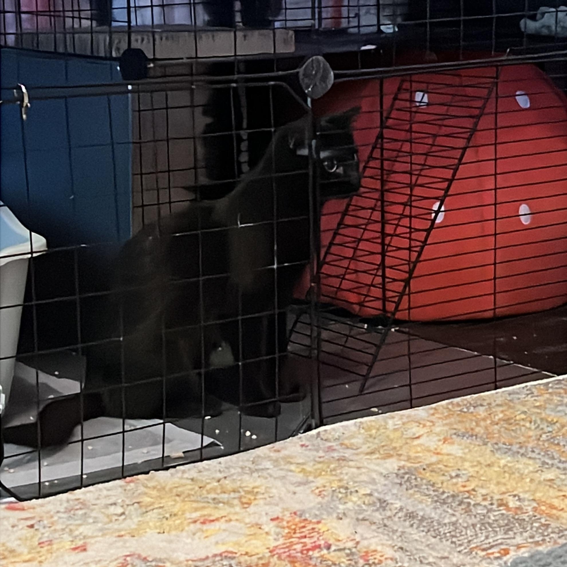 Spud, a ADOPTABLE Domestic Short Hair in Manhattan, KS image 2/3