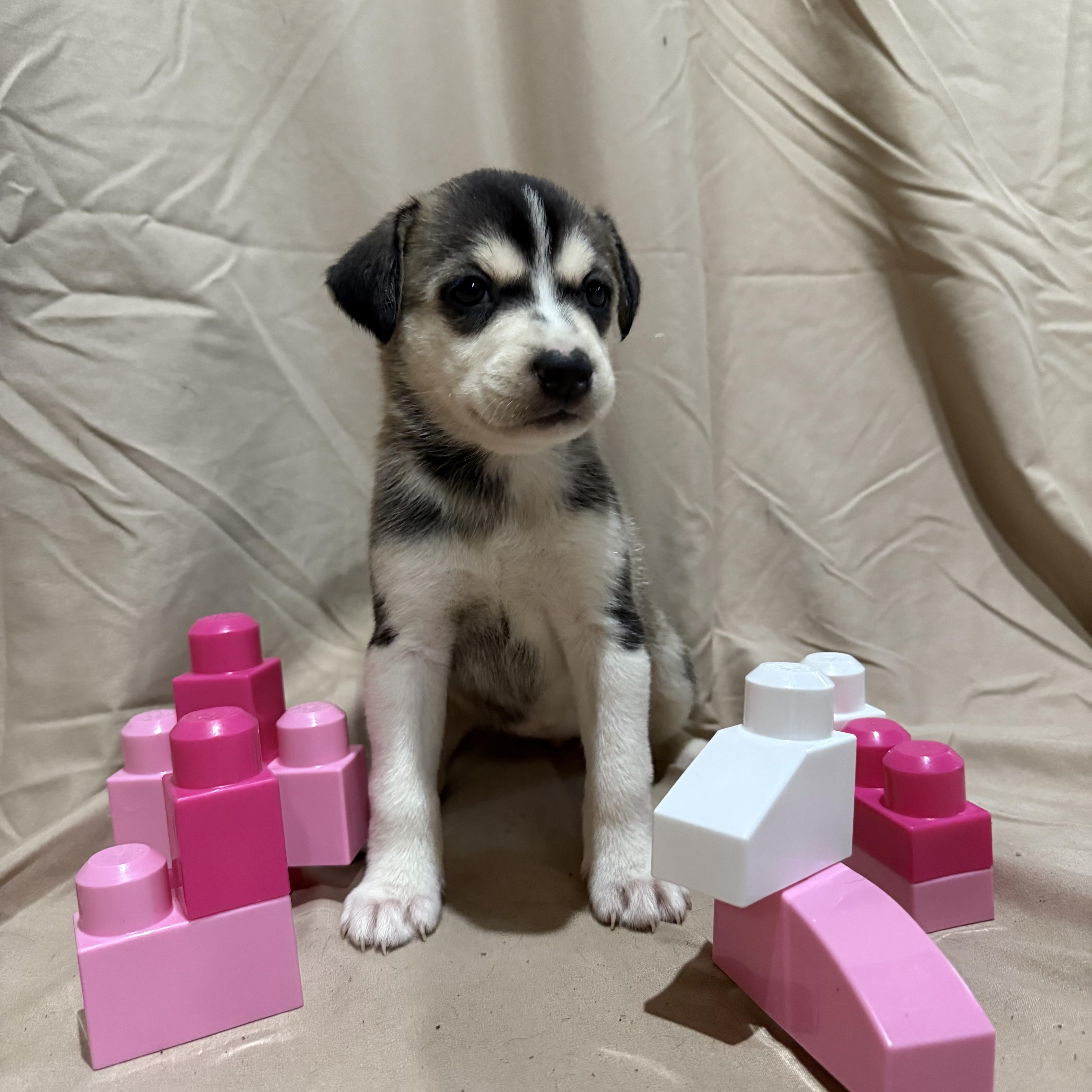 Enlarge Coraline, a Adopted mixed breed in Middlefield , OH image 1/3