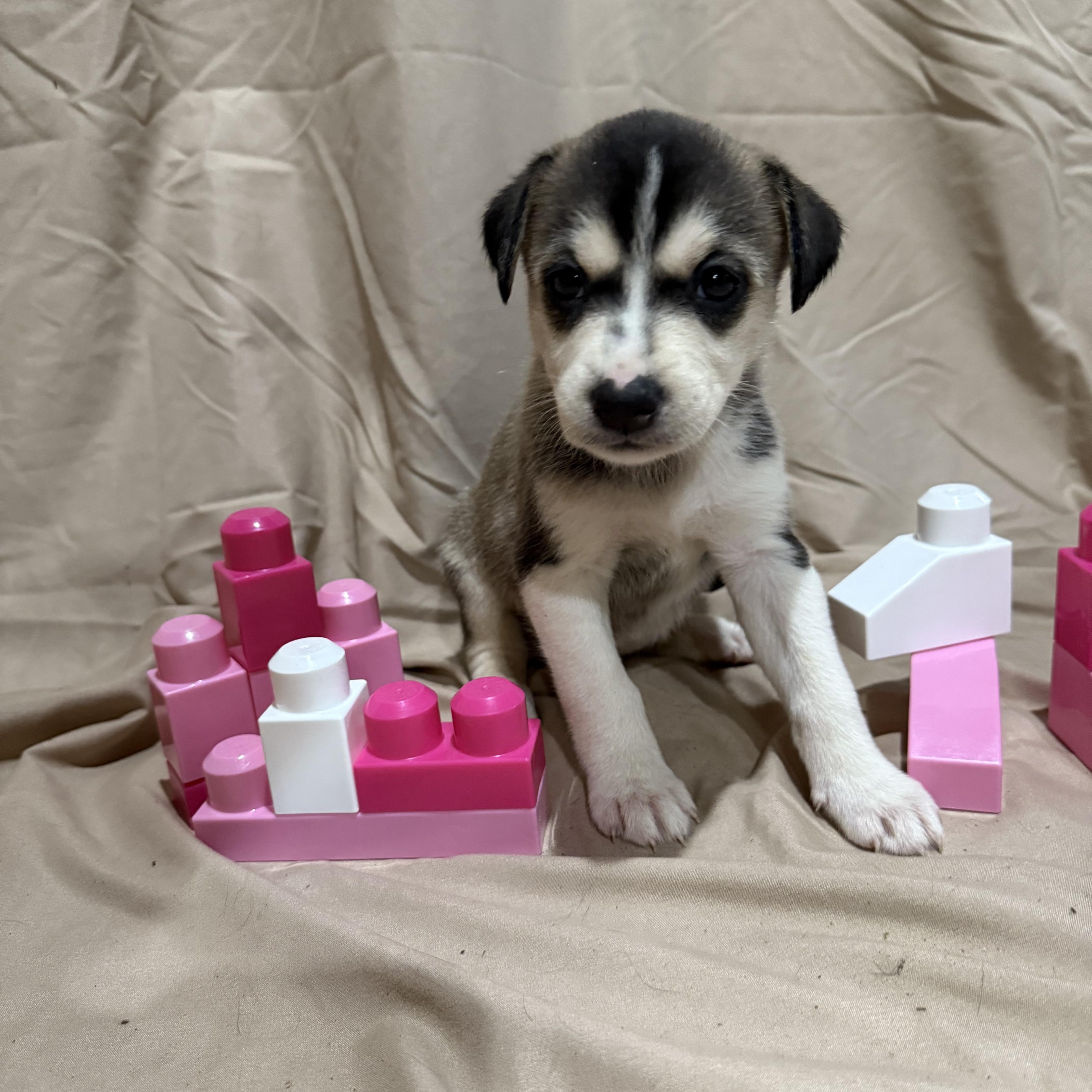 Enlarge Coraline, a Adopted mixed breed in Middlefield , OH image 3/3