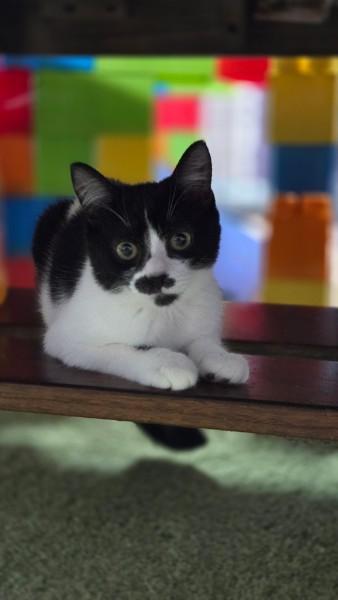 Sassafras, Adoptable, Kitten Female Domestic Short Hair.