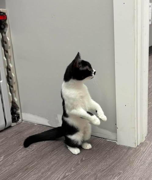Enlarge Sassafras, a Adoptable Domestic Short Hair in Reading, PA image 4/4