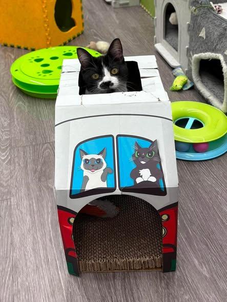 Enlarge Sassafras, a Adoptable Domestic Short Hair in Reading, PA image 3/4
