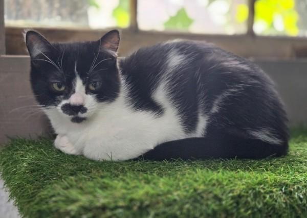 Enlarge Sassafras, a Adoptable Domestic Short Hair in Reading, PA image 2/4
