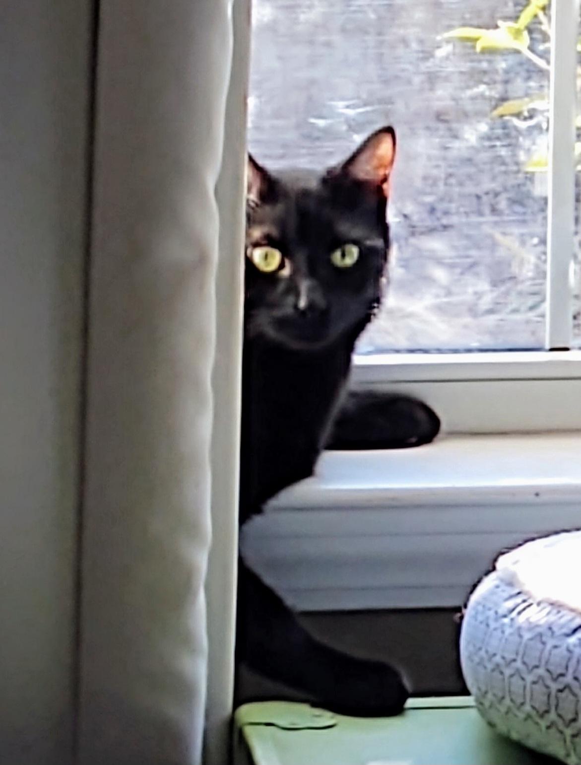 Enlarge Gypsy, a Adoptable Domestic Short Hair in Columbia, SC image 1/3