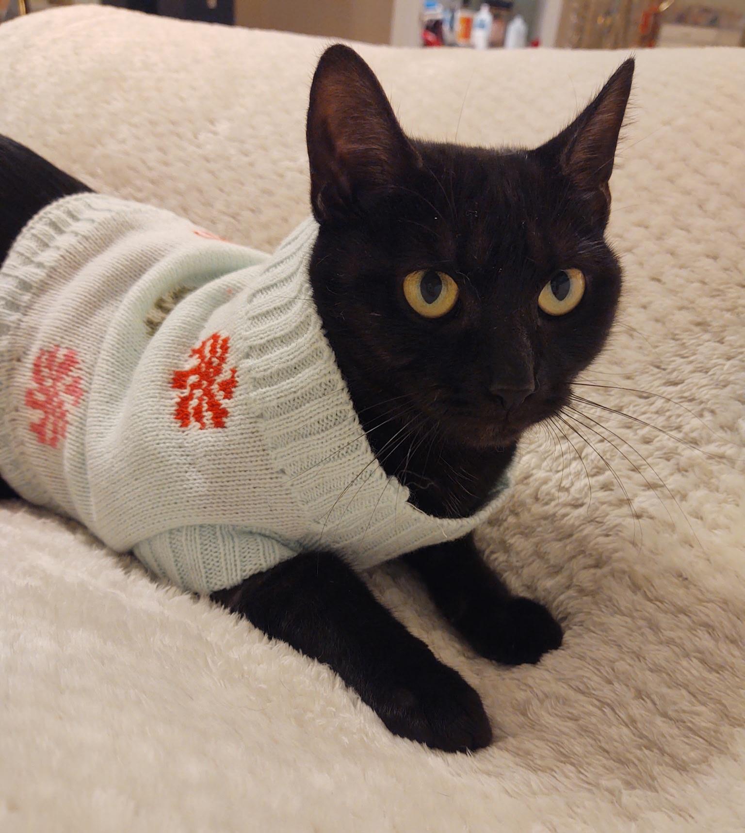 Enlarge Gypsy, a Adoptable Domestic Short Hair in Columbia, SC image 2/3