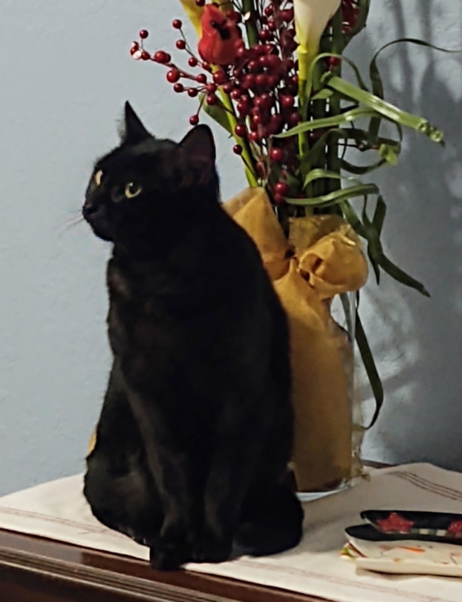 Enlarge Gypsy, a Adoptable Domestic Short Hair in Columbia, SC image 3/3