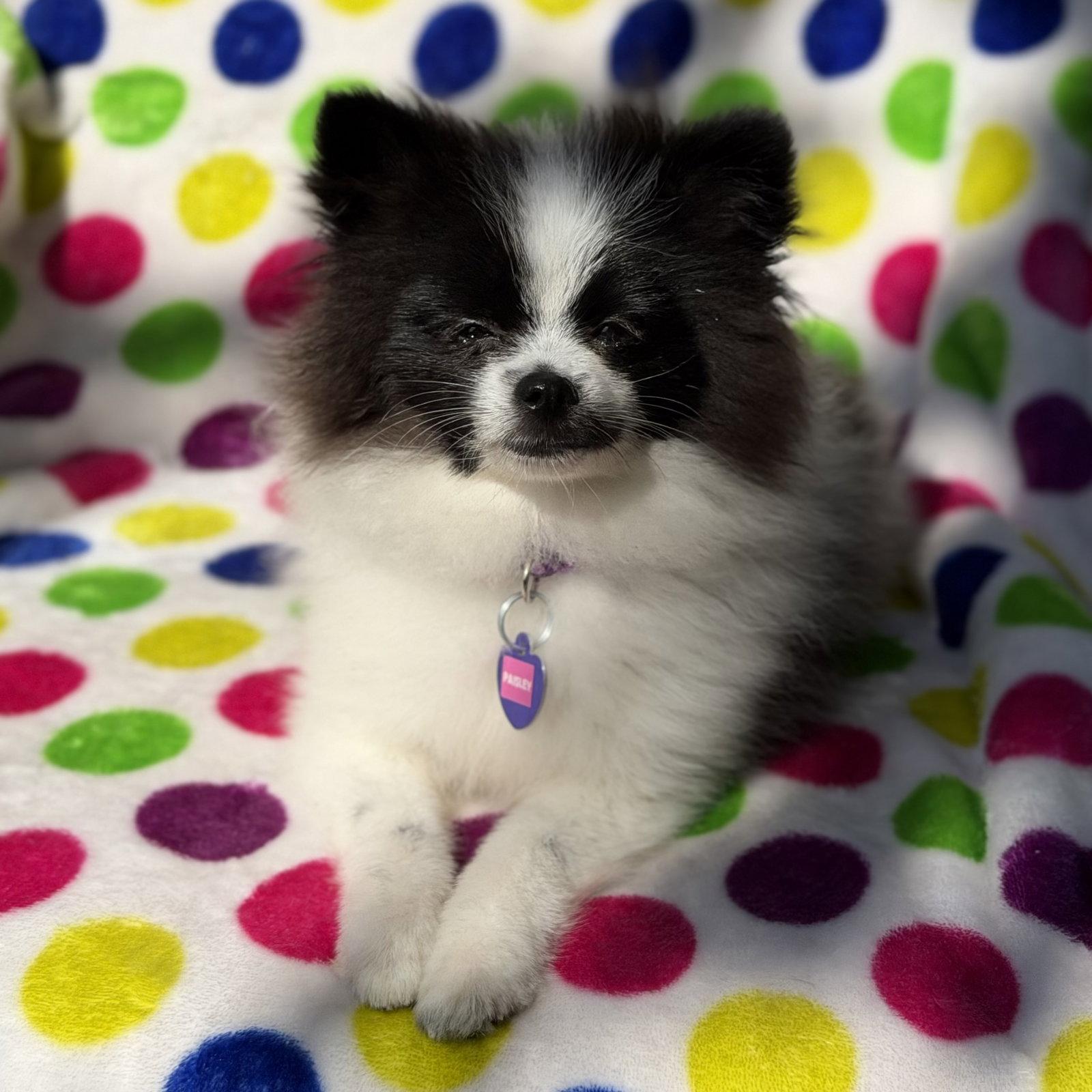 Paisley, Adopted, Puppy Female Pomeranian.