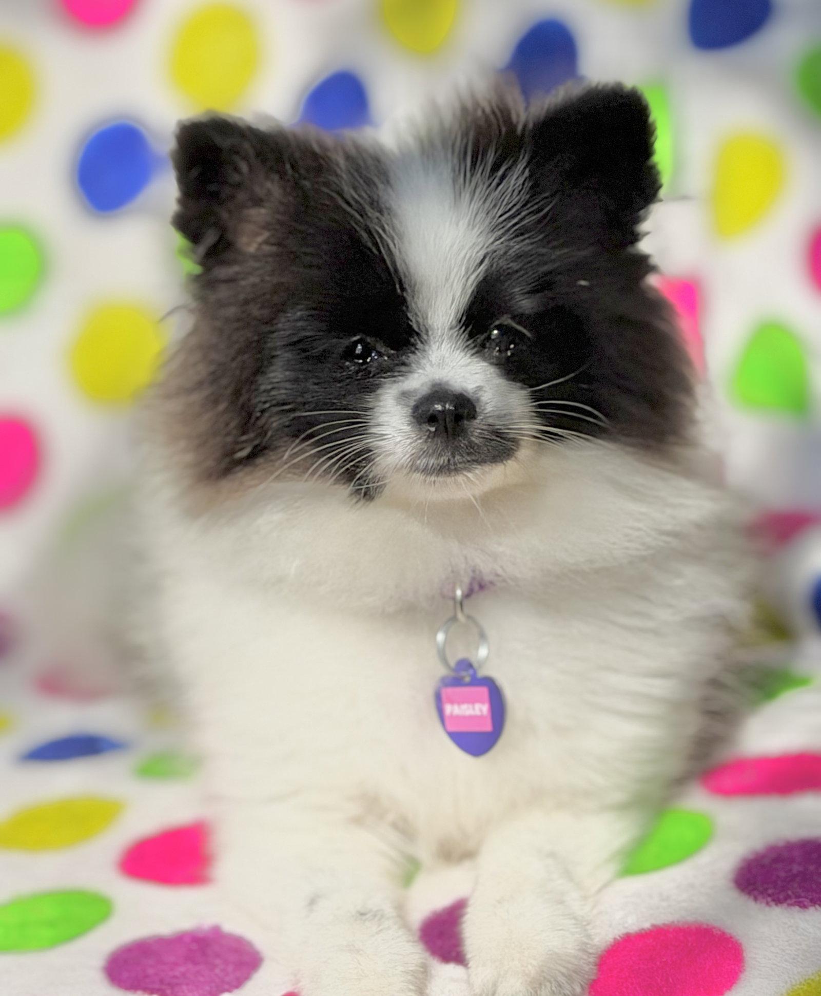 Enlarge Paisley, a Adopted Pomeranian in Garland, TX image 2/3