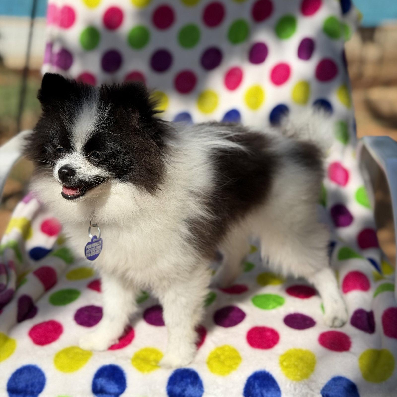 Enlarge Paisley, a Adopted Pomeranian in Garland, TX image 3/3